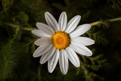 Close-up of white daisy flowers