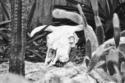 Close-up of animal skull