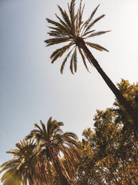 Low angle view of palm tree against clear sky