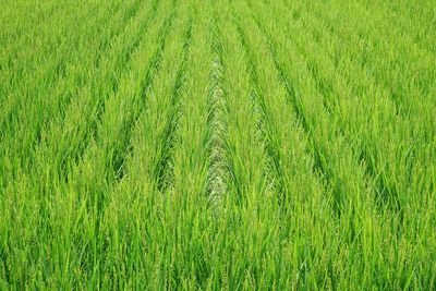 Full frame shot of wheat field