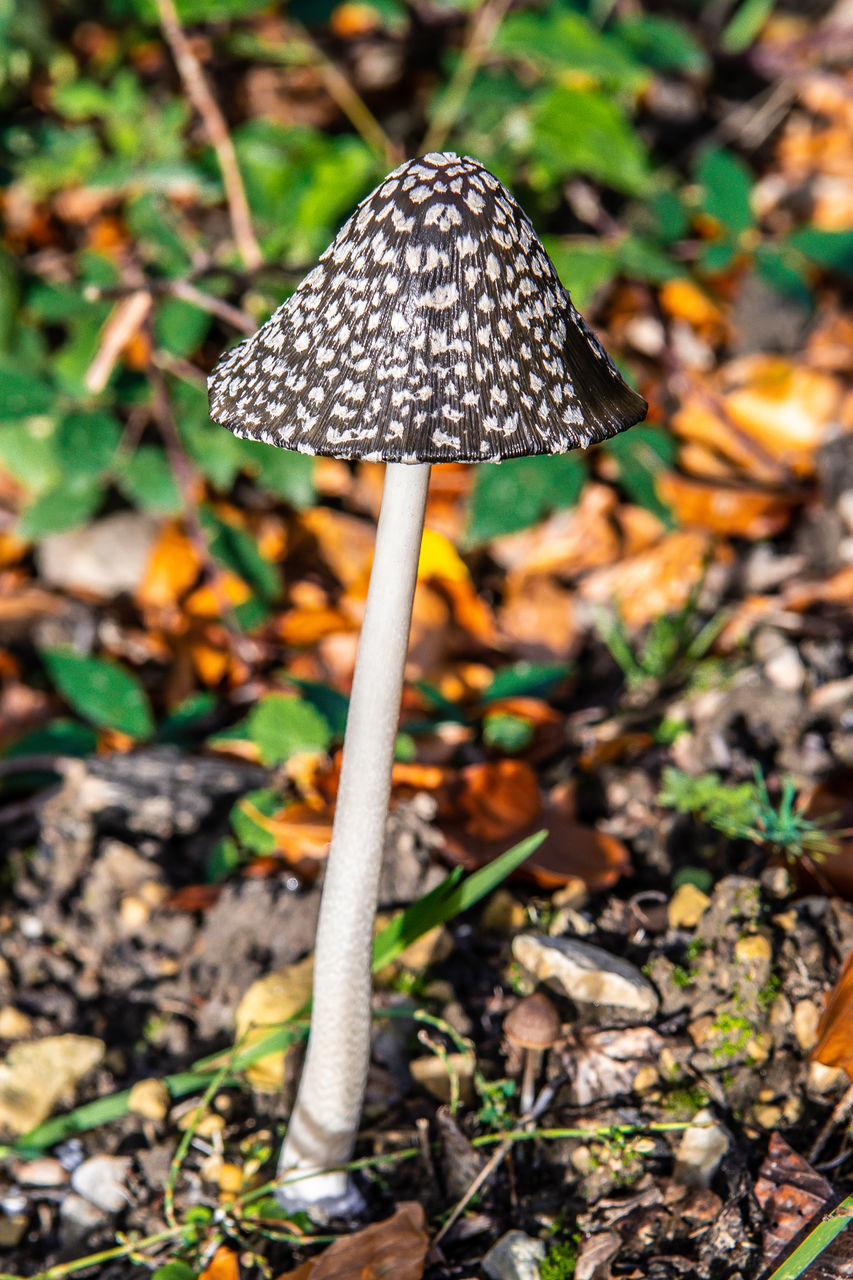 CLOSE-UP OF MUSHROOMS GROWING ON FIELD