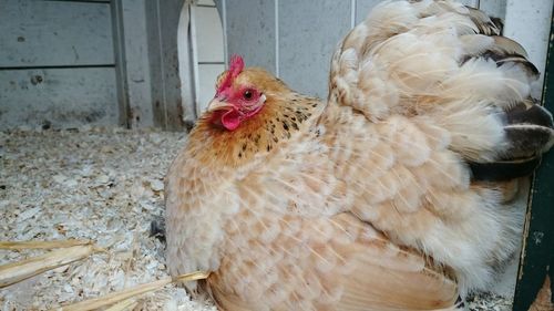 Close-up of rooster