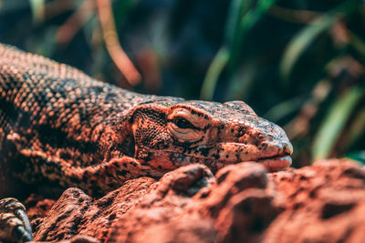 Close-up of lizard on rock
