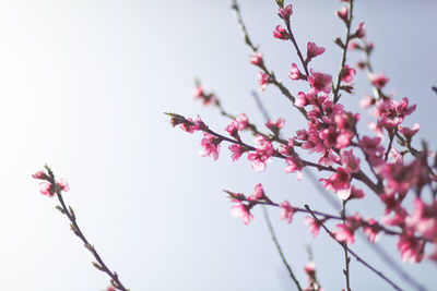 View of field with flowering peach trees at sunny spring day over blue sky. texture of pink flowers.