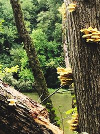 Close-up of lichen growing on tree trunk in forest