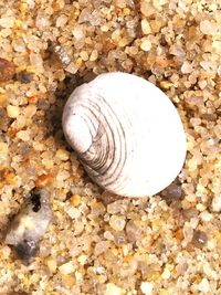 High angle view of seashell on stone wall