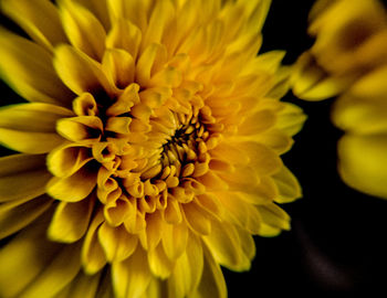 Close-up of yellow flowering plant