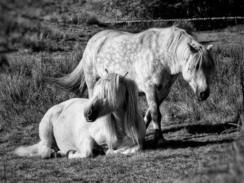 Horses in the field