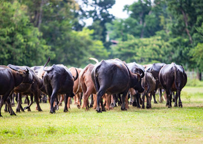 Buffalo grazing on field