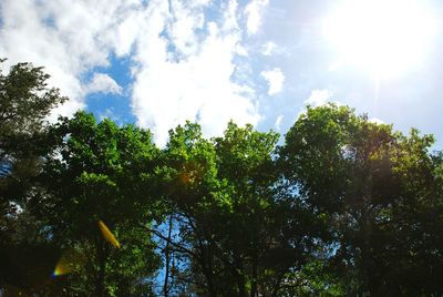 Low angle view of trees against sky