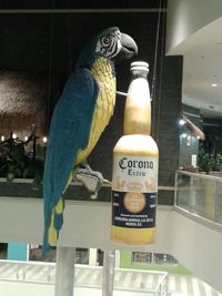 Close-up of illuminated street light