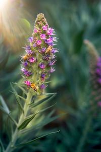 Close-up of purple flowering plant