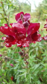 Close-up of wet red flowers blooming outdoors