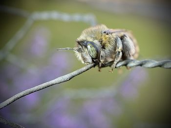 Close-up of insect on plant