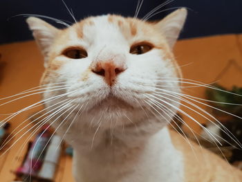Close-up portrait of a cat