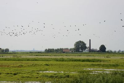 Birds flying over field against clear sky