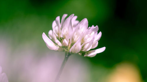 Close-up of flower blooming outdoors