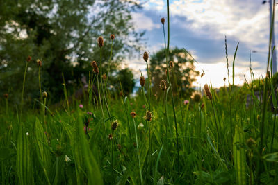 Close-up of plants growing in field