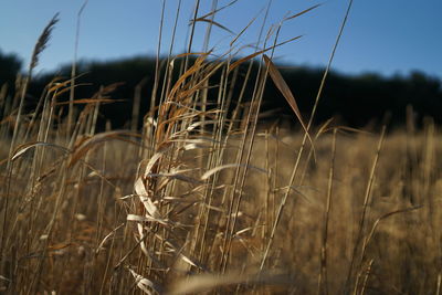 Close up of reed, rushes at sunset