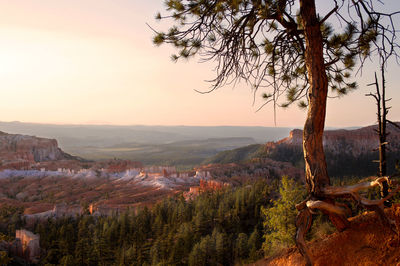 Distant view of trees on landscape against mountain range