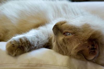 Close-up of a cat lying on bed