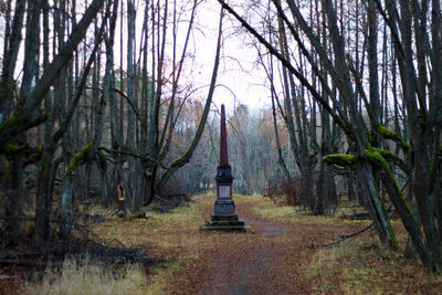 Bare trees in forest during autumn