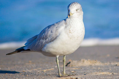 Close-up of seagull perching on beach