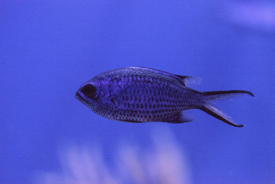 Close-up of fish swimming in sea