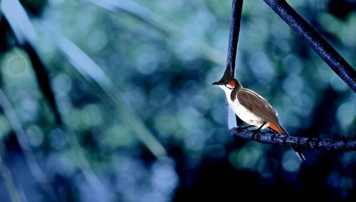 Bird perching on railing