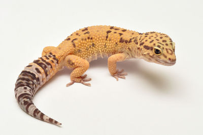 Close-up of lizard against white background