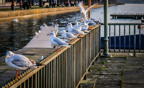 Birds perching on pier