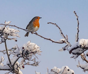 Low angle view of bird perching on branch