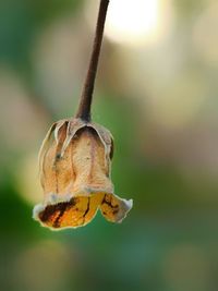 Close-up of dry leaf hanging on plant