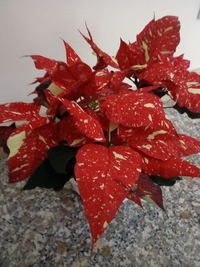 Close-up of red flowers