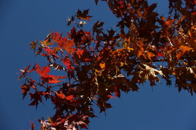 Low angle view of maple tree against sky