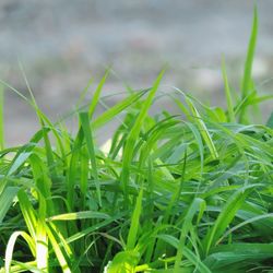 Close-up of fresh green grass in field