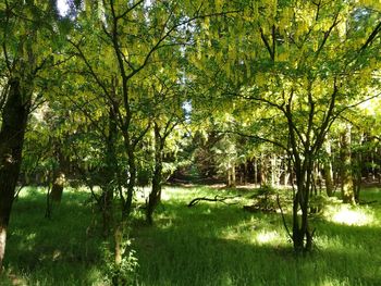 Scenic view of green landscape