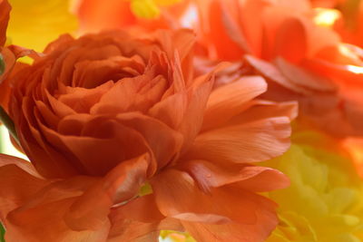 Close-up of orange flowers blooming outdoors