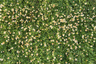 Full frame shot of flowering plants on land
