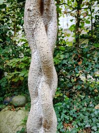 Close-up of tree trunk