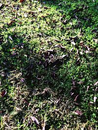 High angle view of plants growing on field