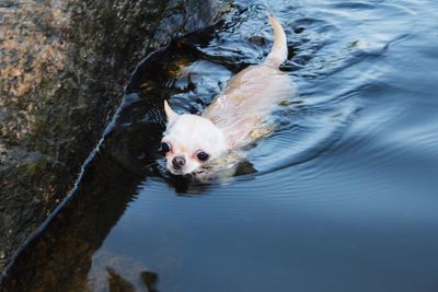 Portrait of cat swimming in lake
