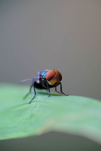 Macro photo of house fly.