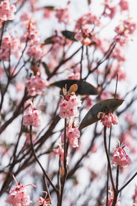 Close-up of pink cherry blossom