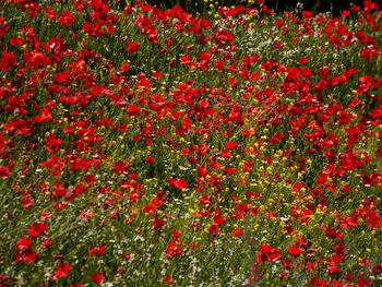 Full frame shot of red poppy flowers on field