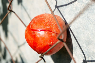 Close-up of apple on plant