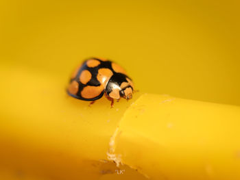 Close-up of insect on yellow bucket