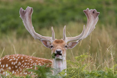 Portrait of deer eating leaves while standing on field