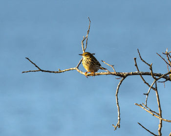 Low angle view of bird perching on branch against sky