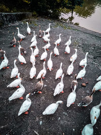 High angle view of birds on lake